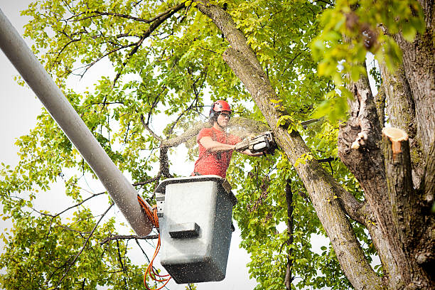 Trusted Galesburg, MI Tree Service Experts